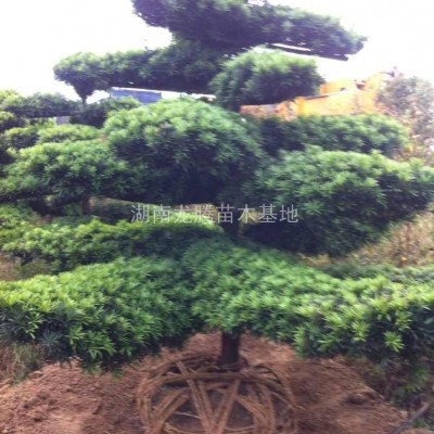 芙蓉花、木芙蓉、茉莉花、櫻花、移栽櫻花、藍(lán)天竹、月季花、銀杏