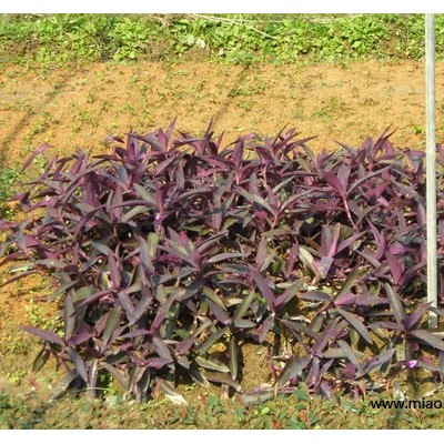 金山繡線(xiàn)菊、紅帽子月季