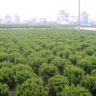 河南工程苗木美國(guó)紅櫨 大皂角大木瓜樹(shù) 黃山欒樹(shù) 刺槐 楊梅樹(shù)