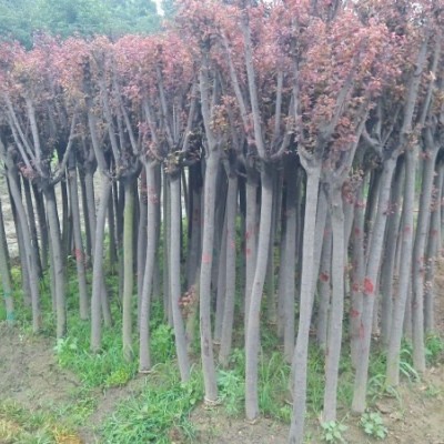 四川木芙蓉芙蓉花叢生木芙蓉各規(guī)格木芙蓉