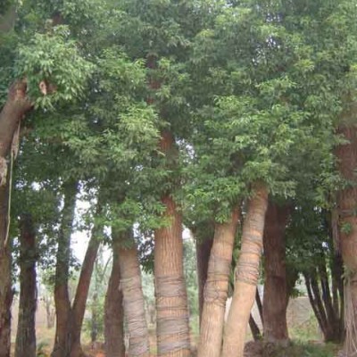 芙蓉花(木芙蓉)