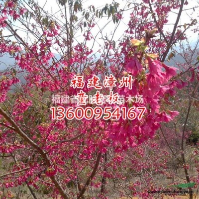 *便宜福建地區(qū)10公分嫁接牡丹櫻花苗，嫁接櫻花苗產(chǎn)地直銷