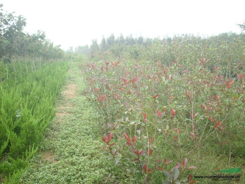 西府海棠，櫻花，美人梅