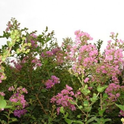 紅葉李、紫薇、櫻花、紫荊、木槿