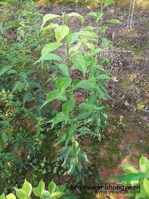 常年出售供應(yīng)大量青梅子播苗青梅小苗（綠梅，骨里紅，美人梅）