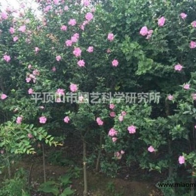 河南 木槿樹  木槿花  木槿小苗  多規(guī)格