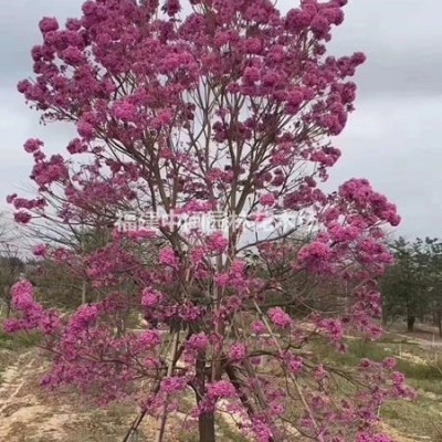 木槿：地苗和袋苗