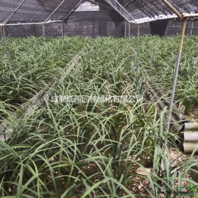 木槿花批發(fā)、木槿花基地、成都木槿花價格