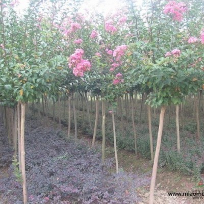 潢川木槿  精品木槿  紅花木槿