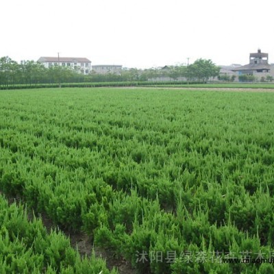 扶芳藤、常春藤、衛(wèi)矛、地錦、蔦尾.萱草、繡線菊.紅花草