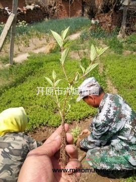 出售紫葉小檗小苗，紫葉小檗播種小苗，遼寧紫葉小檗播種小苗