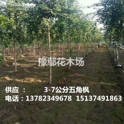 河南鄢陵豫鄢花木供應(yīng)月季 月季價格 河南千畝月季基地