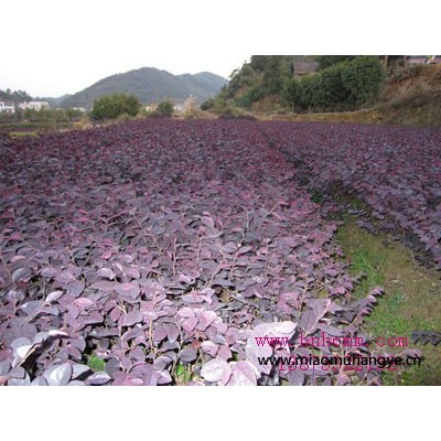 湖南紫荊花，叢生紫荊，紫荊花樹，紫荊花小苗