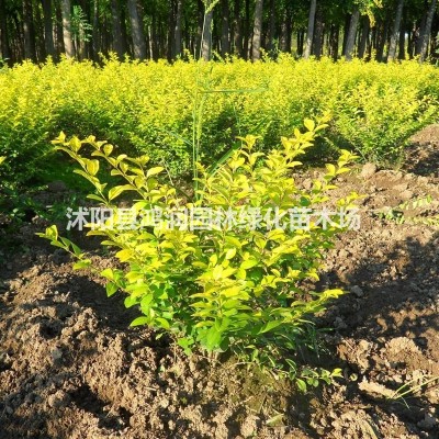 紫荊花園、紫荊苗、要買紫荊花苗到沭陽