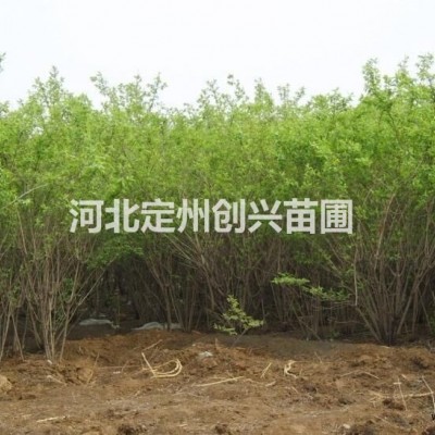 紫荊基地，紫荊廠家，紫荊價錢