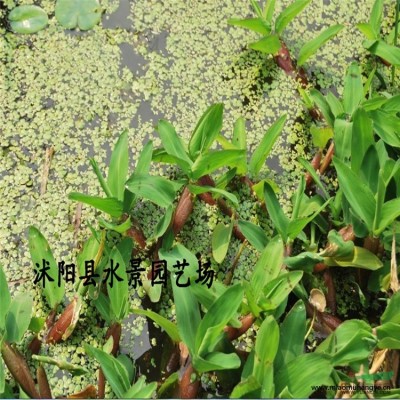 江蘇大濱菊 地被菊 荷蘭菊 繡線菊 大濱菊價(jià)格 大濱菊批發(fā)