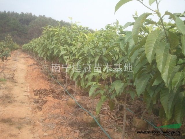 白蘭（黃桷蘭），紅花紫荊，宮粉紫荊，小葉欖仁