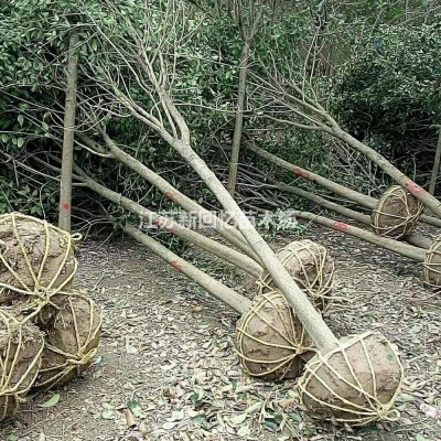 花葉杞柳圖片/花葉杞柳報價