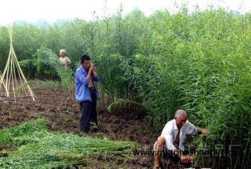 杞柳 杞柳苗 柳苗