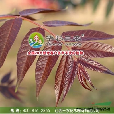 紅葉壽星桃2報價/江西紅葉壽星桃2報價