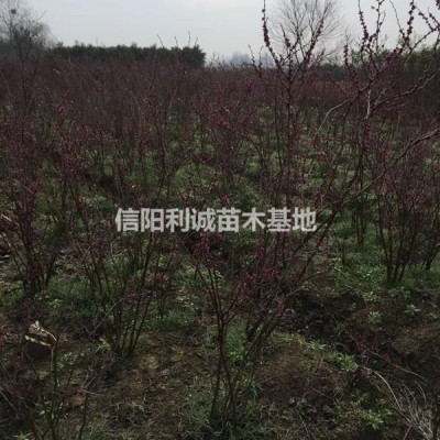 河南地區(qū)供應3-6個頭紫荊，自家種植