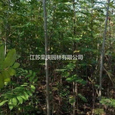 江蘇常年供應(yīng)規(guī)格6~300公分叢生紫荊  叢生紫荊價格