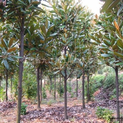 上饒紫荊，景德鎮(zhèn)紫荊，鷹潭紫荊，贛州紫荊