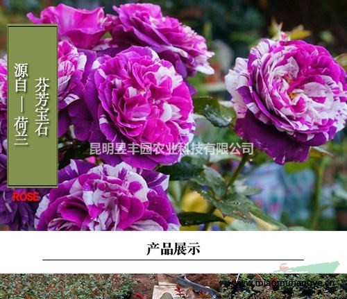 歐洲月季大苗供應 大花濃香 大型攀援爬藤類植株 常年供應