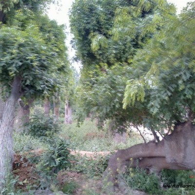 河南紫荊，河南紫荊價格，河南紫荊價格怎么樣