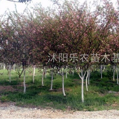 月季花工程苗價格-圖片、工程用苗