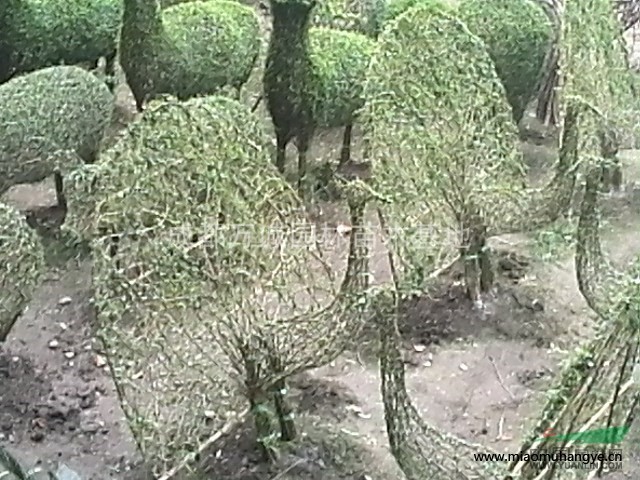 貼梗海棠鐵腳海棠造型門(mén)牌坊造型馬