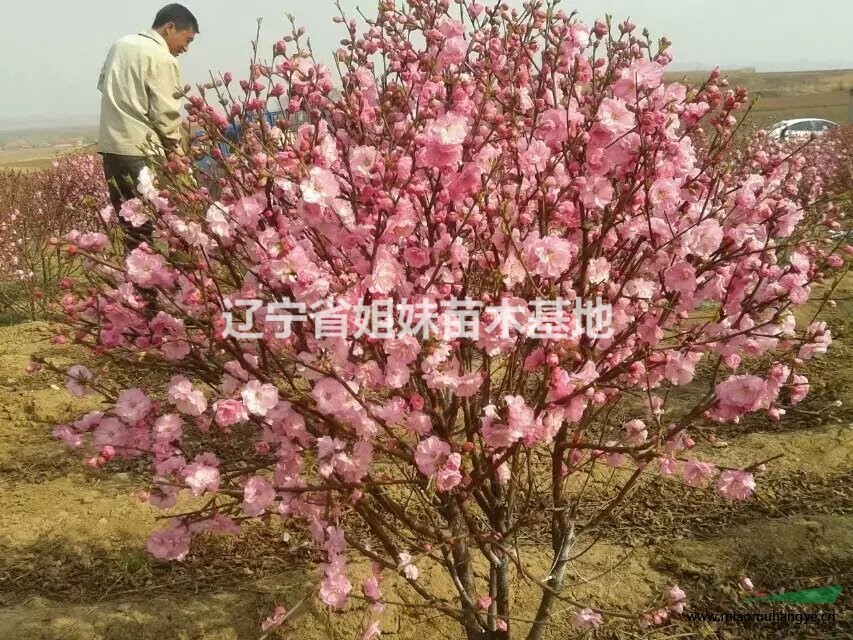 遼寧鐵嶺珍珠繡線菊球