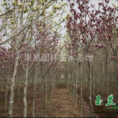 紫荊，巴桿紅紫荊，紫荊價(jià)格，小苗價(jià)格報(bào)價(jià)。