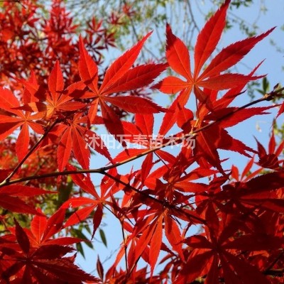 紅帽月季價(jià)格、紅帽月季供應(yīng)、紅帽月季批發(fā)