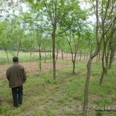 木芙蓉、四月雪、紫荊、紫葉小檗、紫珠、紫葉矮櫻價(jià)格表