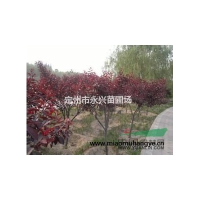 紫荊價格， 永興苗圃苗木基地專業(yè)出售精品 精品苗源