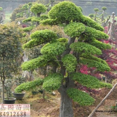 湖南花灌木紫荊新報價/花灌木紫荊圖片