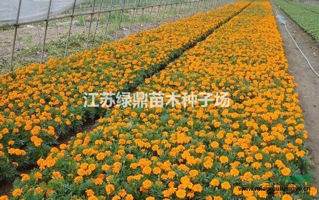 月季花苗基地直銷