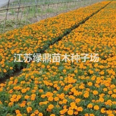 月季花苗基地直銷