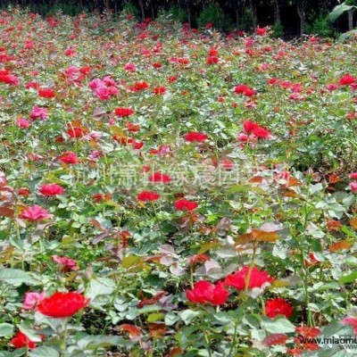 浙江蕭山紅帽子月季花工程苗