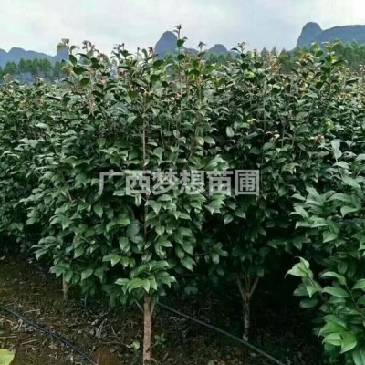 供應高度60-100公分，冠幅60-100公分紅花繼木球