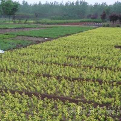 產(chǎn)地直銷3-6分枝小葉女貞、小葉女貞球、造型歡迎選購