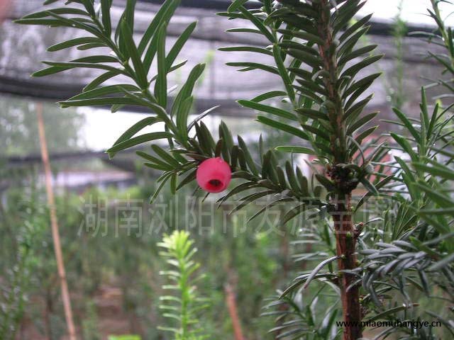 紅花繼木、月季