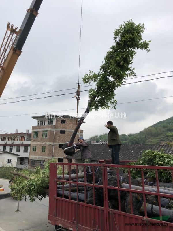 福建羅漢松球批發(fā) 精品羅漢松球行情