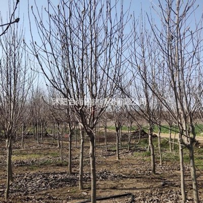 大量供應龍柏 龍柏球 基地 龍柏小苗多少錢一株 龍柏條圖片