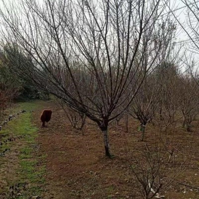 映山紅 映山紅價(jià)格 映山紅基地 河南映山紅 映山紅盆景 映山紅..