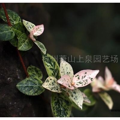 蘭花三七地被遮陰植物專業(yè)種植大量供應(yīng)