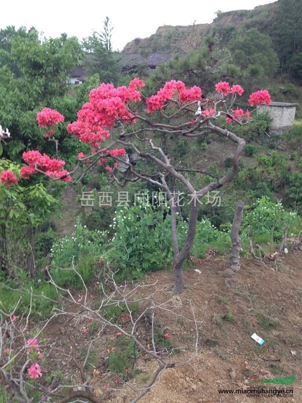 映山紅全冠原生態(tài),映山紅盆景