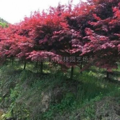 紅葉石楠球行情報(bào)價(jià)\紅葉石楠球圖片展示