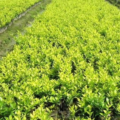 闊葉馬鞭草種子 蘭花鼠尾草種子 藍(lán)花亞麻種子 藍(lán)花鳶尾種子藍(lán)香芥種子